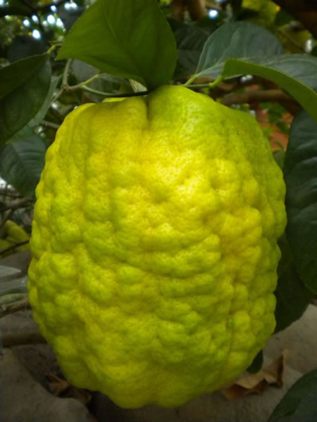 citrus limon ponzino amalphitanum